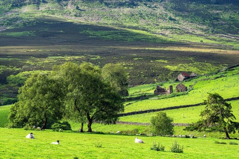 Farms and Sheeps in North York Moors National Park, Yorkshire, England, United Kingdom, Europe