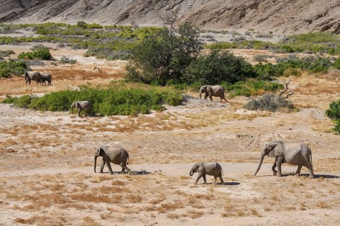 Desert elephants (Loxodonta africana) in the Hoanib dry river, Kaokoveld, Kunene region, Namibia,