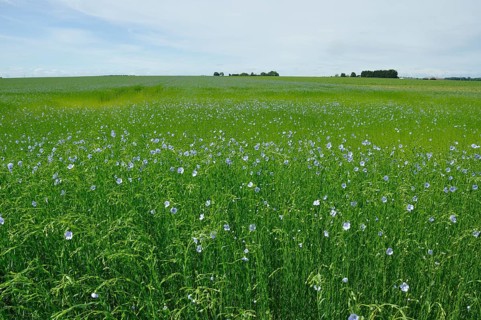 Flowering flax field
