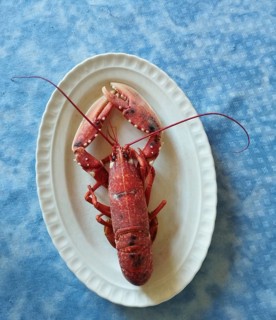 Lobster cooked in a white dish