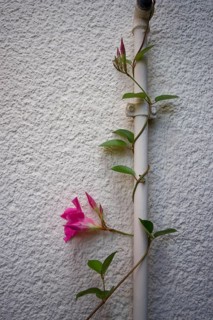 Dipladenia climbing on the tap, Mandevilla, climbing plant, garden, Schwäbisch Hall, Hohenlohe,