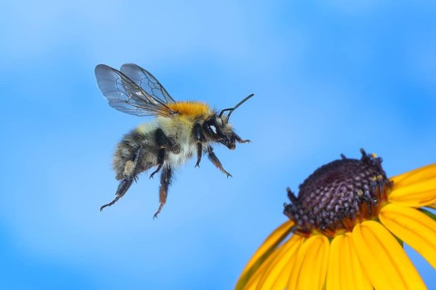Common carder-bee (Bombus pascuorum), in flight, highspeed nature photo, on yellow coneflower