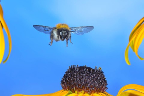 Common carder-bee (Bombus pascuorum), in flight, highspeed nature photo, above yellow coneflower