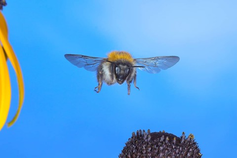 Common carder-bee (Bombus pascuorum), in flight, highspeed nature photo, above yellow coneflower