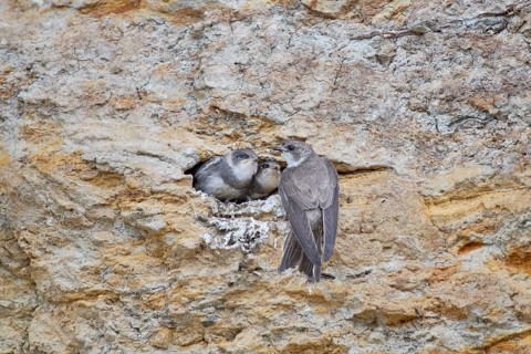 A sand martin (Riparia riparia) feeding two chicks in a nest on a cliff, Poel Island,