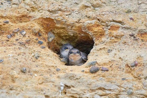 Two small sand martins (Riparia riparia) in a nest in a cave in the cliffs, Poel Island,