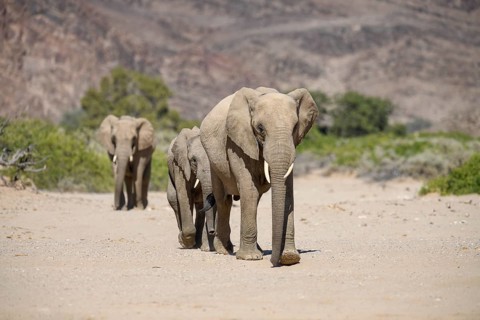 Desert elephants (Loxodonta africana) in the Hoanib dry river, Kaokoveld, Kunene region, Namibia,