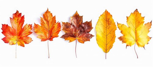 Five autumn leaves in varying colors from red to yellow are neatly arranged against a white
