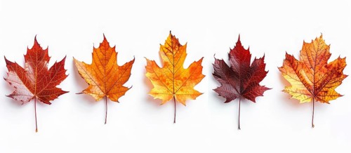 Five maple leaves transitioning from yellow to dark red arranged in a row on a white background, AI
