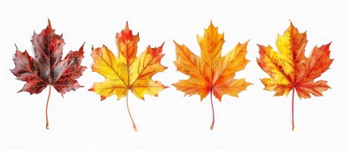 Four maple leaves in vibrant autumn colors of red, orange, and yellow placed in a neat row, AI