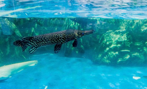 Alligator gar (Atractosteus spatula) swimming in large fish tank