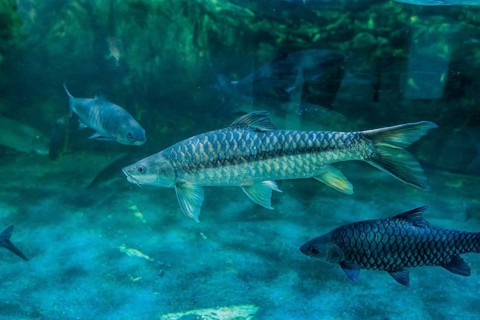 Putitor mahseer (Tor putitora) aka Himalayan mahseer, or golden mahseer, swimming in large fish