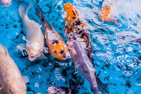 Koi carp (Japanese: nishikigoi) at surface of water in clear stream