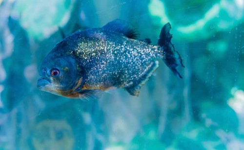 Closeup of one red-bellied piranha (Pygocentrus nattereri), swimming in large fish tank