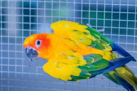 Cute Sun Conure aka sun parakeet (Aratinga solstitialis) climbing side of cage