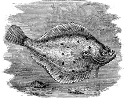 Flounder, Platichthys flesus, a flatfish from the coastal waters of Europe, illustration from 1880,