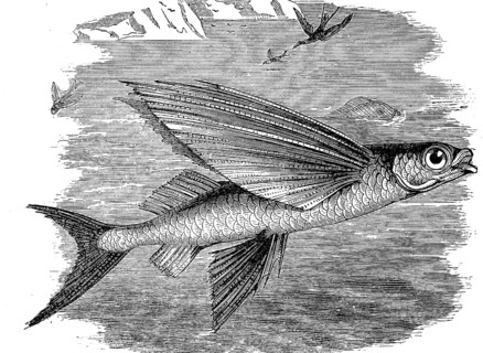 Flying fish, Exocoetidae, bony fish from the order of garfish, illustration from 1880, historical,