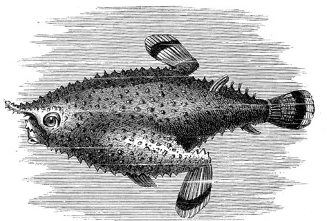 Pinniped batfish, Platax pinnatus, illustration from 1880, historical, digital reproduction of an