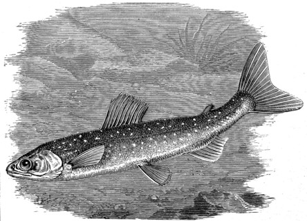 Salvelinus umbla, also known as Arctic char, is a species of char that is found in certain lakes in