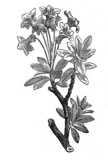 Rusty-leaved alpenrose, Rhododendron ferrugineum, also known as rusty-red alpine rose, illustration