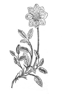 White dryad, Dryas octopetala, illustration from 1890, historical, digital reproduction of an