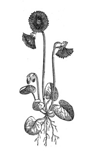 Soldanella alpina, illustration from 1890, historical, digital reproduction of an original from the