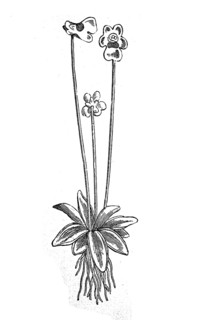 Pinguicula alpina, Alpine butterwort, illustration from 1890, historical, digital reproduction of