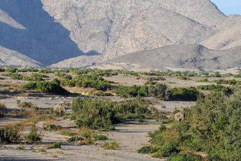 Desert elephants (Loxodonta africana) in the Hoanib dry river, Kaokoveld, Kunene region, Namibia,