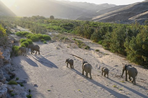 Desert elephants (Loxodonta africana) in the Hoanib dry river, Kaokoveld, Kunene region, Namibia,