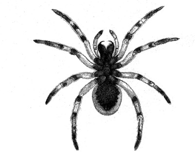Hogna radiata, web spider from the wolf spider family, underside, illustration from 1890,