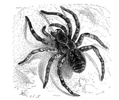 Hogna radiata, web spider from the wolf spider family, back, illustration from 1890, historical,