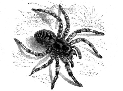 Lycosa tarantula, Lycosa tarantula, syn.: Lycosa tarentula, a species of true web spider,