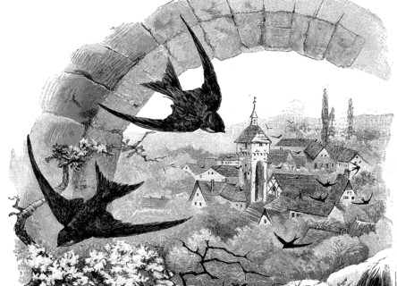 Swift, Apus apus, bird species from the swift family, illustration from 1890, historical, digital