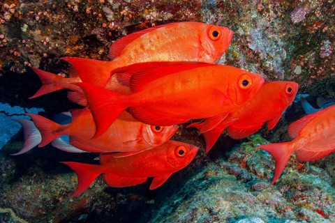 Shoal Common common bigeye (Priacanthus hamrur) Shoal of fish in red colour swims densely packed in