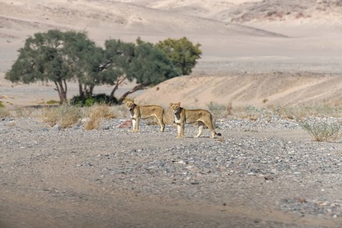 Desert lions (Panthera leo) in the Hoanib dry river, females, Kaokoveld, Kunene region, Namibia,