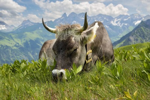 Allgäu brown cattle (Bos primigenius taurus) on the Fellhorn, behind them the Allgäu main ridge