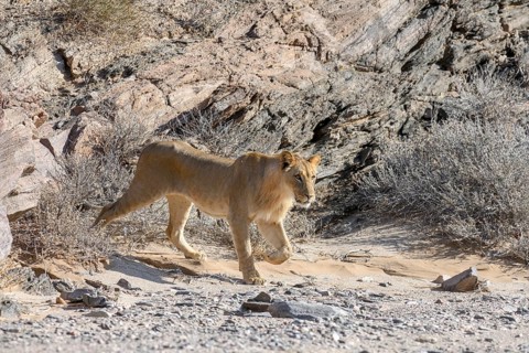 Young desert lion (Panthera leo) in the Hoanib dry river, male animal, Kaokoveld, Kunene region,