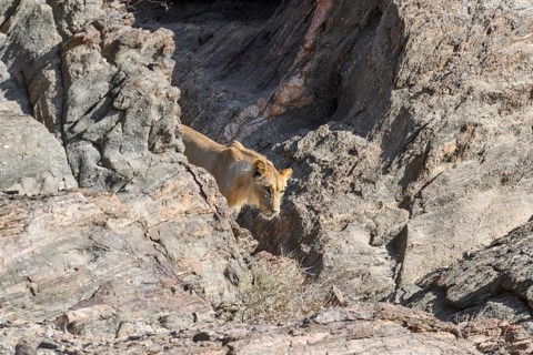 Young desert lion (Panthera leo) in the Hoanib dry river, male animal, Kaokoveld, Kunene region,