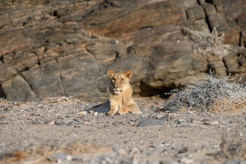 Young desert lion (Panthera leo) in the Hoanib dry river, male animal, Kaokoveld, Kunene region,