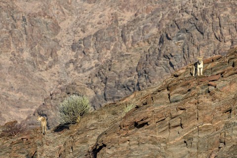 Desert lions (Panthera leo) on a rock in the Hoanib dry river, females, Kaokoveld, Kunene region,