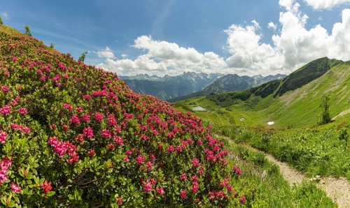 Alpine rose blossom, panorama from the Fellhorn over the Schlappoldsee and mountain station of the
