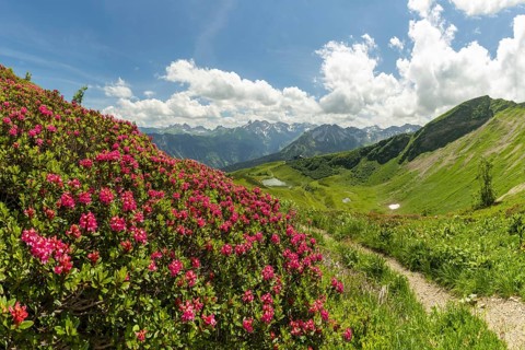 Alpine rose blossom, panorama from the Fellhorn over the Schlappoldsee and mountain station of the