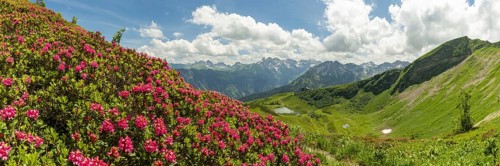 Alpine rose blossom, panorama from the Fellhorn over the Schlappoldsee and mountain station of the