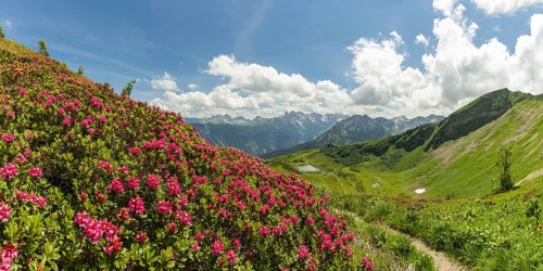 Alpine rose blossom, panorama from the Fellhorn over the Schlappoldsee and mountain station of the