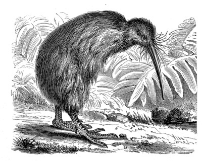 Southern striped kiwi, striped kiwi, tokoeka, Apteryx australis, historical, digital reproduction
