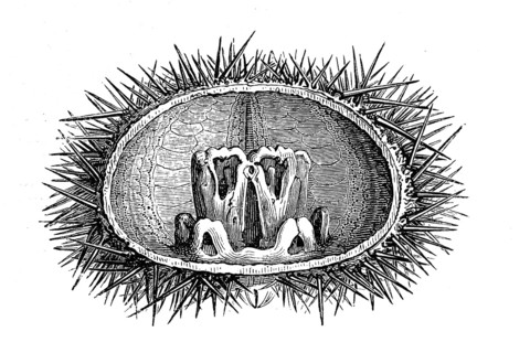 Laterne des Aristoteles, Laterna Aristotelis, the inner jaw apparatus of sea urchins, especially of