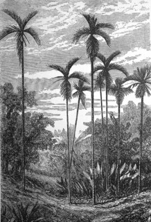Betel nut palm, Areca catechu, also known as betel palm, catechu palm or areca palm, illustration