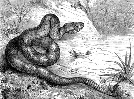 Texas rattlesnake, also prairie rattlesnake, Crotalus atrox, illustration from 1880, historical,