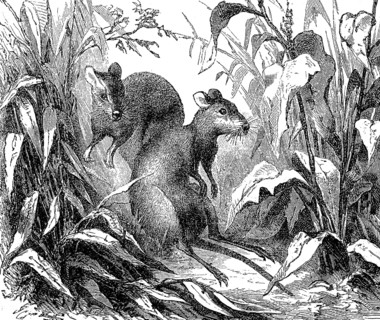 Kangaroo rat, Hypsiprymnus murinus, 1880, Historical, digital reproduction of an original from the