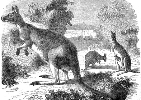 Giant kangaroo, Macropus giganteus, 1880, Historical, digital reproduction of an original from the
